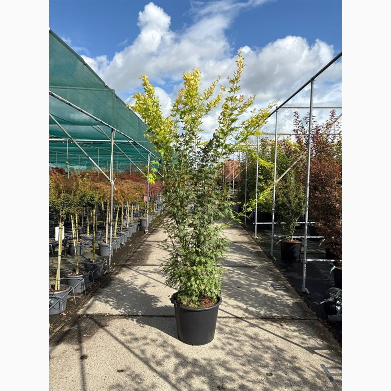 Japansk lönn – Acer pal. 'Orange Lace' - C65 175-200 CM